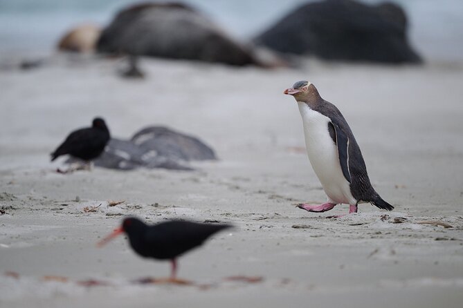 Clearwater Private Penguin & Wildlife Tour from Port Otago (5hrs) - Walking time, kids, and who should choose this tour