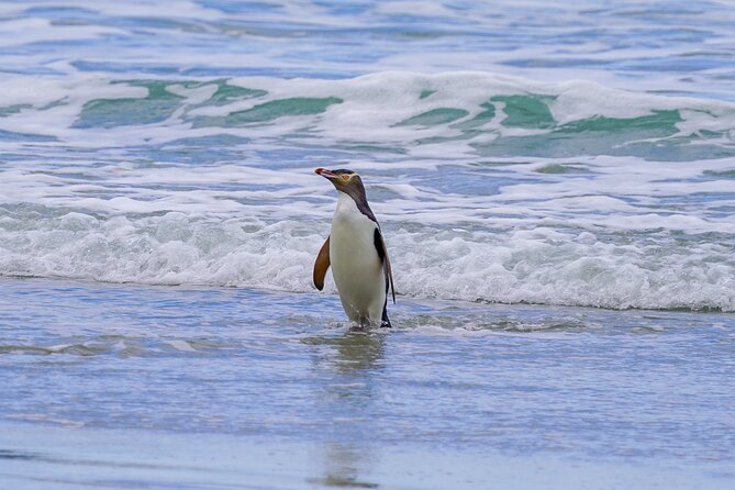 Clearwater Private Penguin & Wildlife Tour from Port Otago (5hrs) - Cape Saunders: where seals, pups, and sea birds take center stage