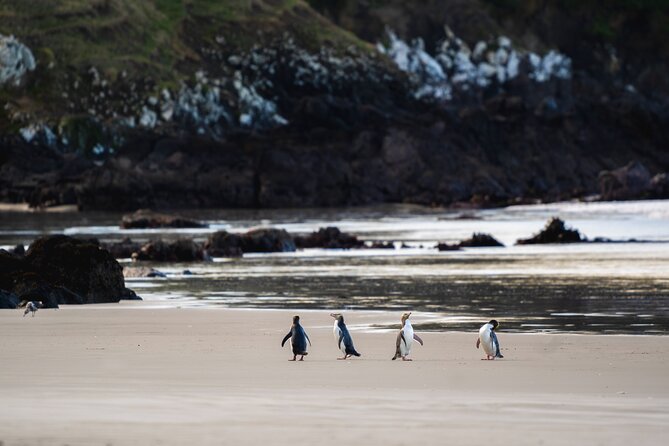 Clearwater Wildlife Tours (small group 10max) Otago Peninsula - Key highlights worth getting excited about