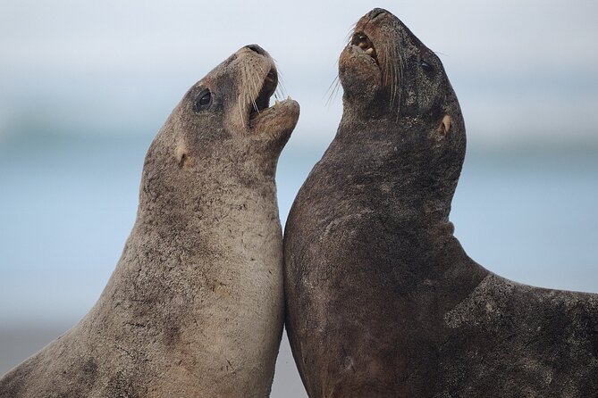 Clearwater Wildlife Tours (small group 10max) Otago Peninsula - How Clearwater Wildlife Tours turns Otago Peninsula into a front-row seat