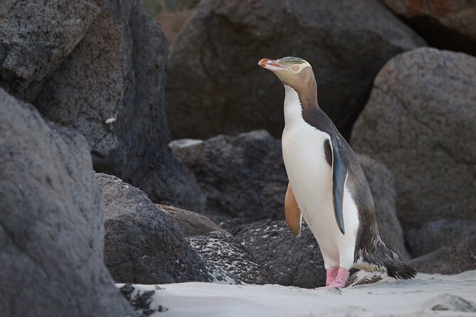Clearwater Wildlife Tours (small group 10max) Otago Peninsula - Stop 1: Cape Saunders farm, fur seals, and seabirds with real Pacific drama