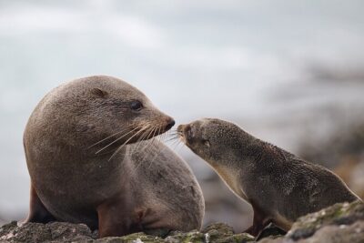 Clearwater Wildlife Tours (small group 10max) Otago Peninsula