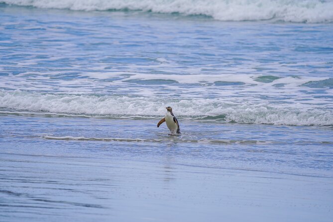 Clearwater Wildlife Tours (small group 10max) Otago Peninsula - Walking on sand, stairs, and hills, and how to pack like a pro