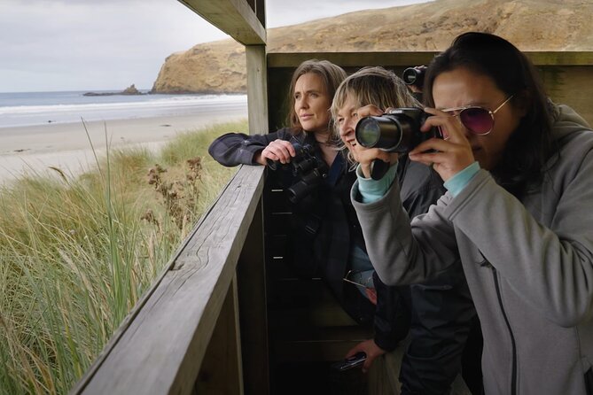 Clearwater Wildlife Tours (small group 10max) Otago Peninsula - Wildlife viewing odds: seals, sea lions, birds, and the penguin reality check