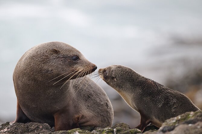 Clearwater Wildlife Tours (small group 10max) Otago Peninsula - Meeting at The Octagon, then heading for Cape Saunders