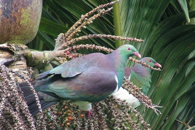 Coast and Rainforest Eco-Tour from Auckland with Picnic Lunch - The picnic lunch: scenic break, not just food