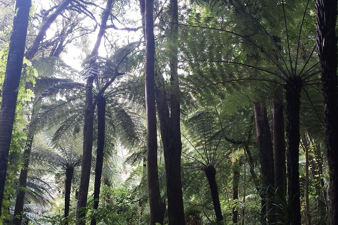 Coast and Rainforest Eco-Tour from Auckland with Picnic Lunch - Timing and logistics: what your day feels like