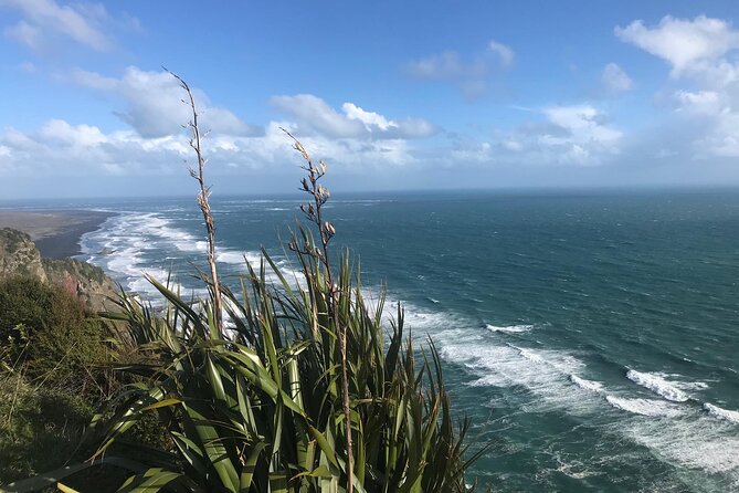 Coast and Rainforest Eco-Tour from Auckland with Picnic Lunch - Price and value: why $192.38 can make sense here
