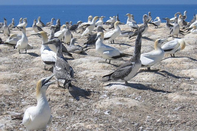 Coast to Coast Private Eco Tour - Private Luxury Mercedes, Pickup From Cruise Port Or Hotel