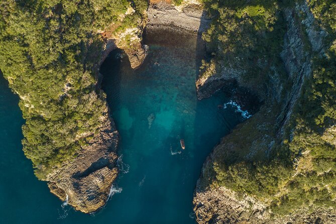 Coromandel Adventure and Wildlife Boat Tour to Aldermen Islands - Wildlife spotting: what you’re most likely to see