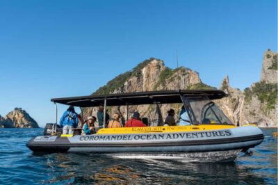 Coromandel: Aldermen Islands Marine Reserve Wildlife Cruise