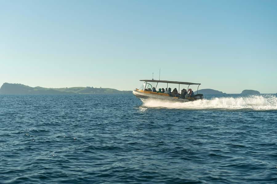 Coromandel: Aldermen Islands Marine Reserve Wildlife Cruise - Should you book this Aldermen Islands Wildlife Cruise?