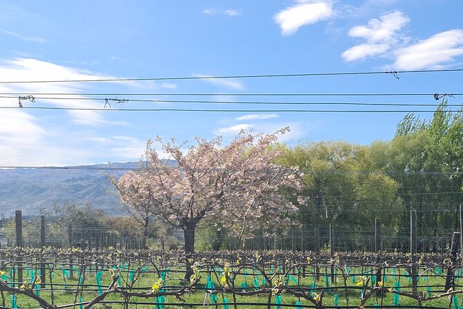 Cromwell Wine Tasting Tour using Classic Car - Wine tasting value at $217.20 per person