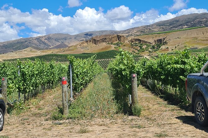 Cromwell Wine Tasting Tour using Classic Car - Cromwell Basin wines: what makes this area worth the detour