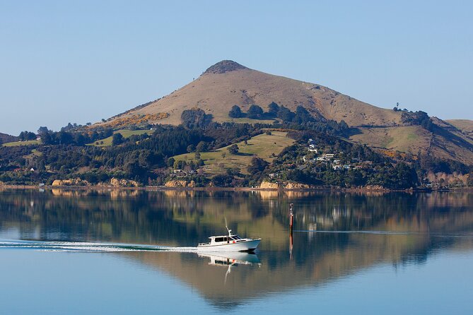 Cruise Dunedin City and Castle Tour - Comfort and Pacing on a 6.5-Hour Van Day