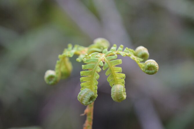 Cruise & Rainforest Walk - Franz Josef Glacier - Walking the rainforest trail: short distance, uneven ground