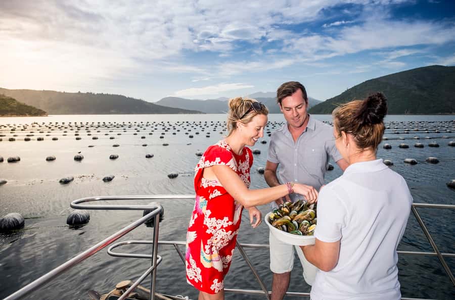 Depart Picton: Marlborough Sounds Afternoon Seafood Cruise - Picton Marina Boarding: Wharfs 5 and 6 Matter