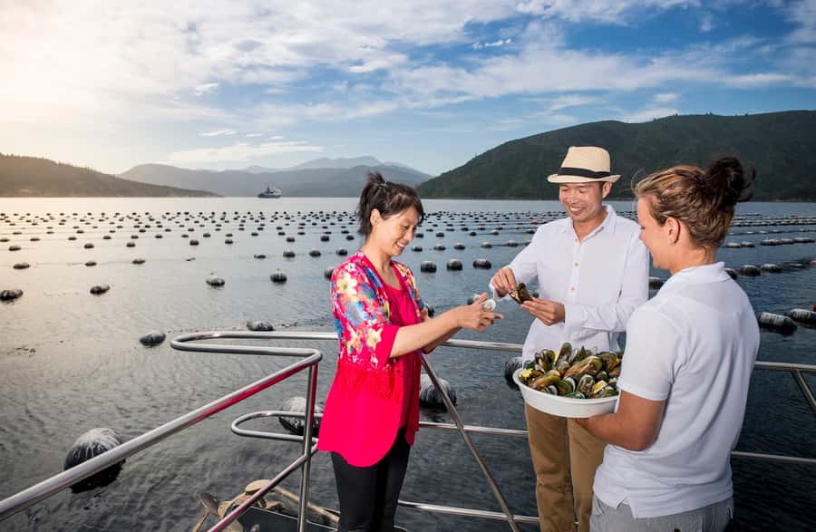Depart Picton: Marlborough Sounds Afternoon Seafood Cruise - The 3-Hour Flow: How the Afternoon Typically Unfolds