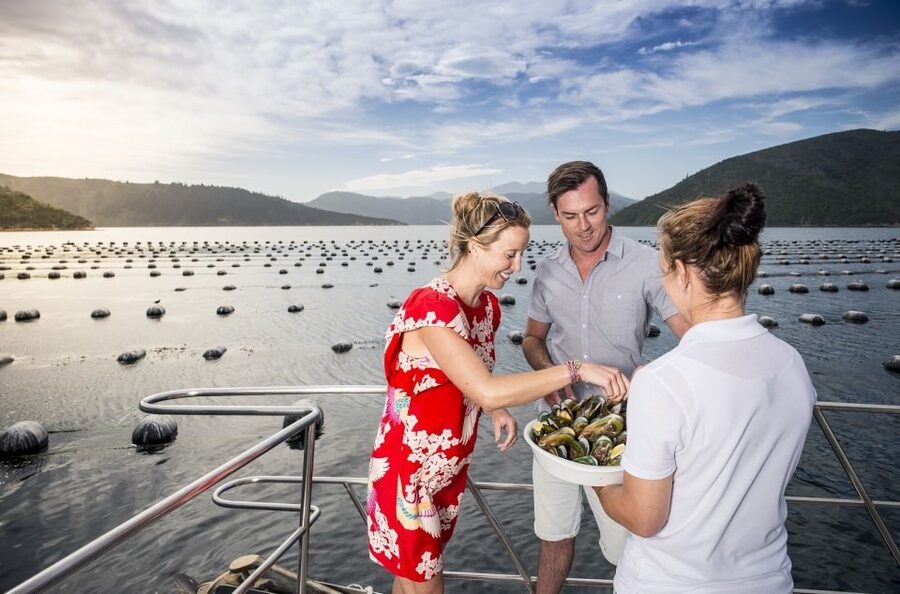 Depart Picton: Marlborough Sounds Afternoon Seafood Cruise - Who This Cruise Fits Best (And Who Might Prefer Something Else)