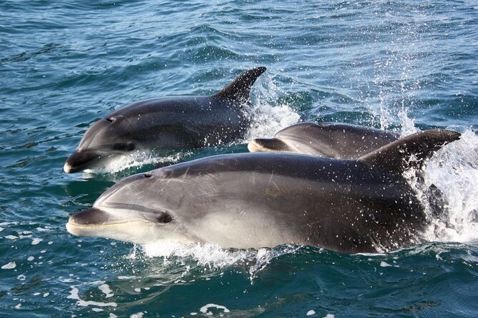 Discover the Bay - Hole in the Rock cruise includes Island Lunch - Key things I’d plan around