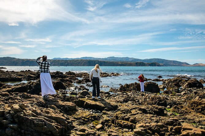 Discover Wellington 3 hour City Tour - National Museum to Golden Sands, Wellington’s Viewpoints Begin Early