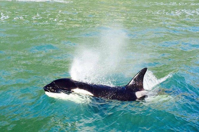 Dolphin & Wildlife Encounters - Key things to know before you go