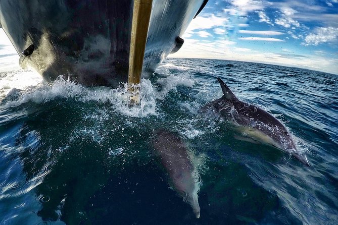 Dolphin & Wildlife Encounters - Comfort, pacing, and timing: what 5 hours really feels like