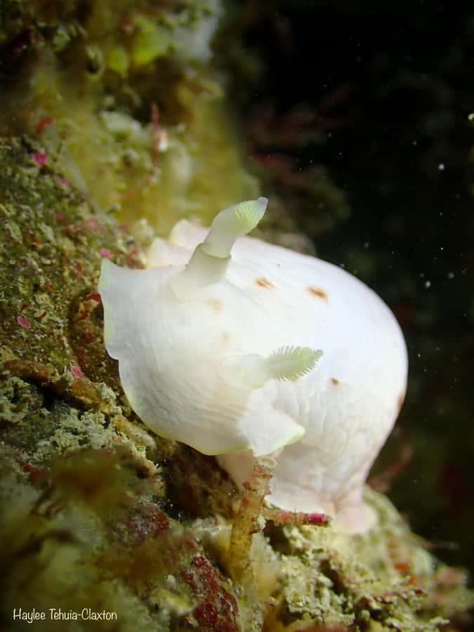 Double Boat Dive with Equipment - First underwater session: kelp colors, rocky reefs, and fish you can learn