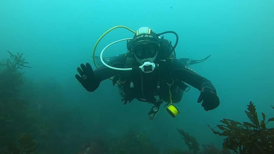Double Boat Dive with Equipment - Wildlife you should actually look for (and why)