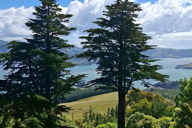 Dunedin and Otago Peninsula Private Tours Up to 4 people - Taiaroa Head and the Royal Albatross Centre for real wildlife drama