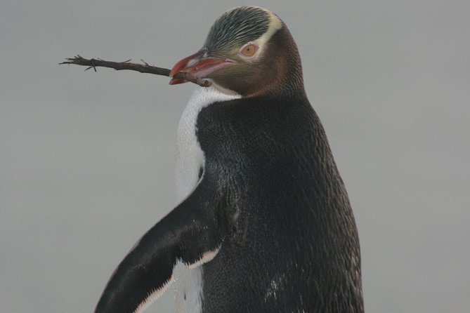 Dunedin City Highlights, Otago Peninsula Scenery & a Guided Penguin Reserve Tour - First, Know What This Tour Actually Delivers in 6 Hours