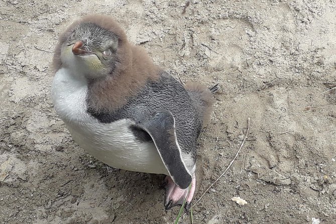 Dunedin City Highlights, Otago Peninsula Scenery & a Guided Penguin Reserve Tour - Opera Penguin Reserve, Eco Restoration Alliance: Conservation First, Wildlife Second