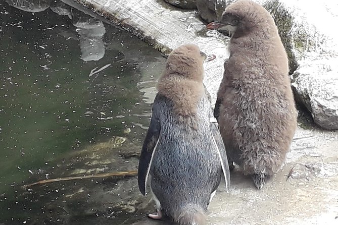 Dunedin City Highlights, Otago Peninsula Scenery & a Guided Penguin Reserve Tour - Pickup, Group Size, and Walking Hills: The Real Logistics That Matter