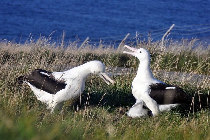 Dunedin City Highlights, Otago Peninsula Scenery & Albatross Guided Tour - Key highlights worth your time