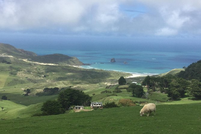 Dunedin City Highlights, Otago Peninsula Scenery & Albatross Guided Tour - Portobello Road and Highcliff: the scenery drive that actually stops for you