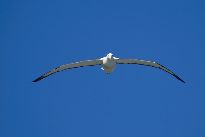 Dunedin City Highlights, Otago Peninsula Scenery & Albatross Guided Tour - The guide factor: history, plants, and Māori context