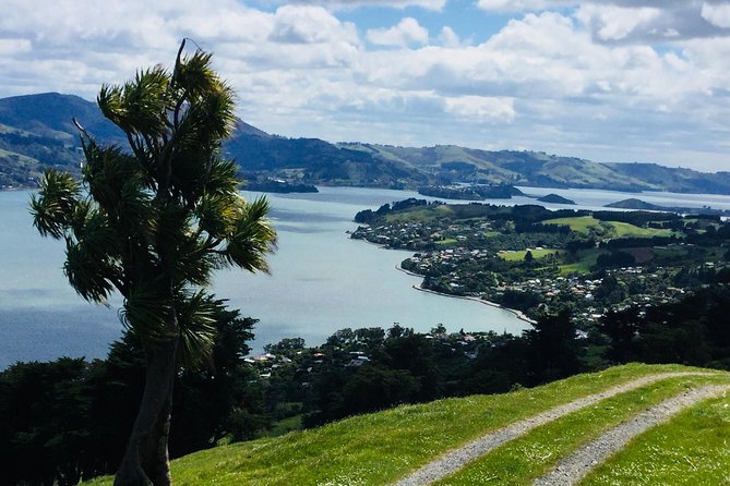 Dunedin City Highlights, Otago Peninsula Scenery & Albatross Guided Tour - Price and value: what $198.58 buys you, and what it does not