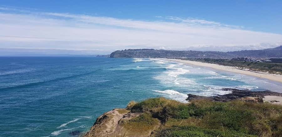 Dunedin City & Otago Peninsula Scenery Day Tour - Small group pacing, minibus comfort, and guide help that actually matters