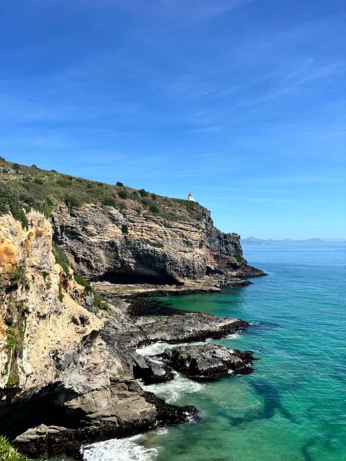 Dunedin City & Otago Peninsula Scenery Day Tour - Signal Hill and Baldwin Street, Dunedin’s best quick photo loop