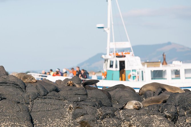 Dunedin City to Sea Wildlife Cruise + Peninsula Bus Tour - Key highlights before you go