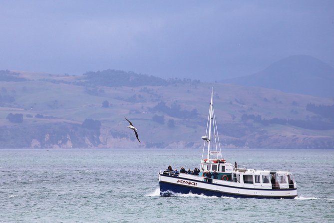 Dunedin City to Sea Wildlife Cruise + Peninsula Bus Tour - A 4 pm wildlife circuit that mixes boat time with big viewpoints
