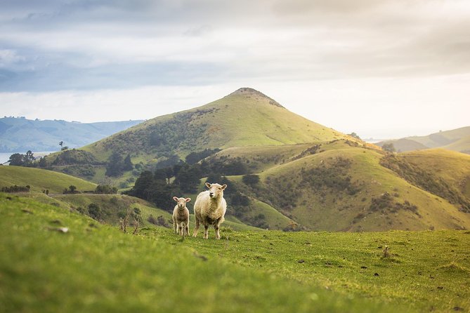 Dunedin City to Sea Wildlife Cruise + Peninsula Bus Tour - Otago Peninsula by bus (summer months): commentary on the way, not just at stops