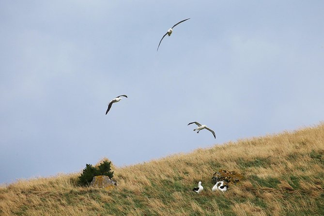 Dunedin City to Sea Wildlife Cruise + Peninsula Bus Tour - The value question: why $74.47 feels fair for a half-day