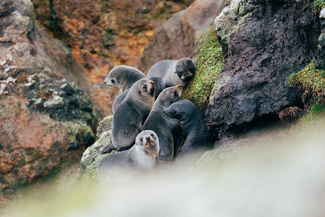 Dunedin City to Sea Wildlife Cruise + Peninsula Bus Tour - Who this tour suits best, and who might want a different day