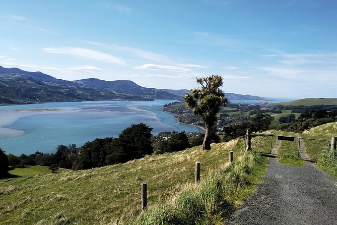 Dunedin City, Wildlife and Larnach Castle - Sandfly Bay, Hoopers Inlet, and Allans Beach: where seals and sea lions steal the show