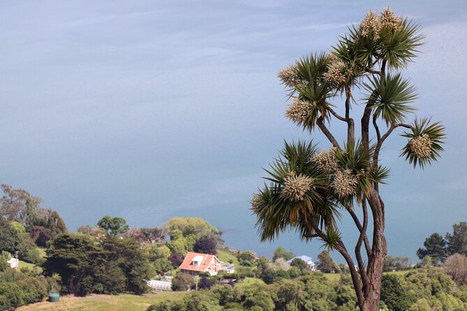 Dunedin City, Wildlife and Larnach Castle - Should you book this Dunedin City and Otago Peninsula day?