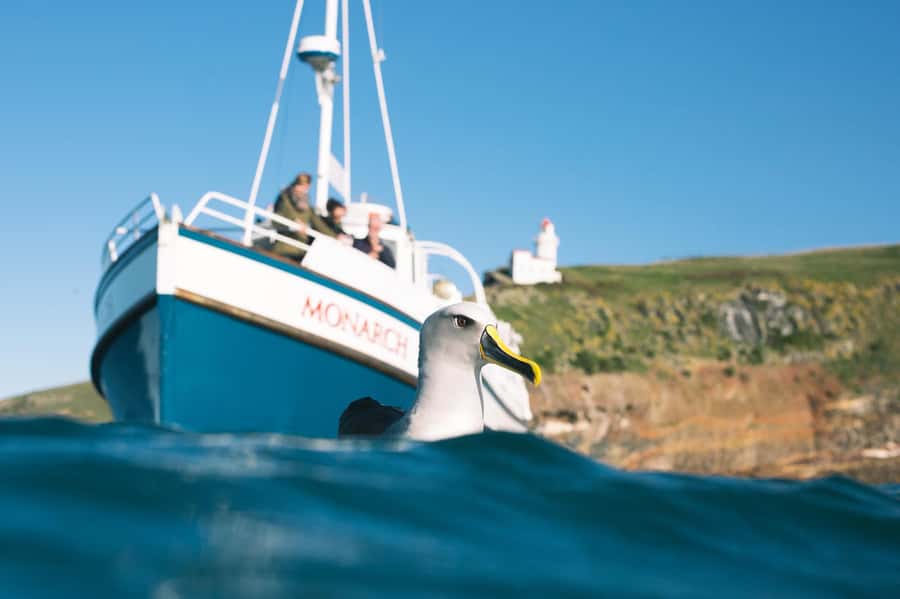 Dunedin: Monarch - One Hour Wildlife Cruise - Key things that make this Monarch wildlife cruise worth it