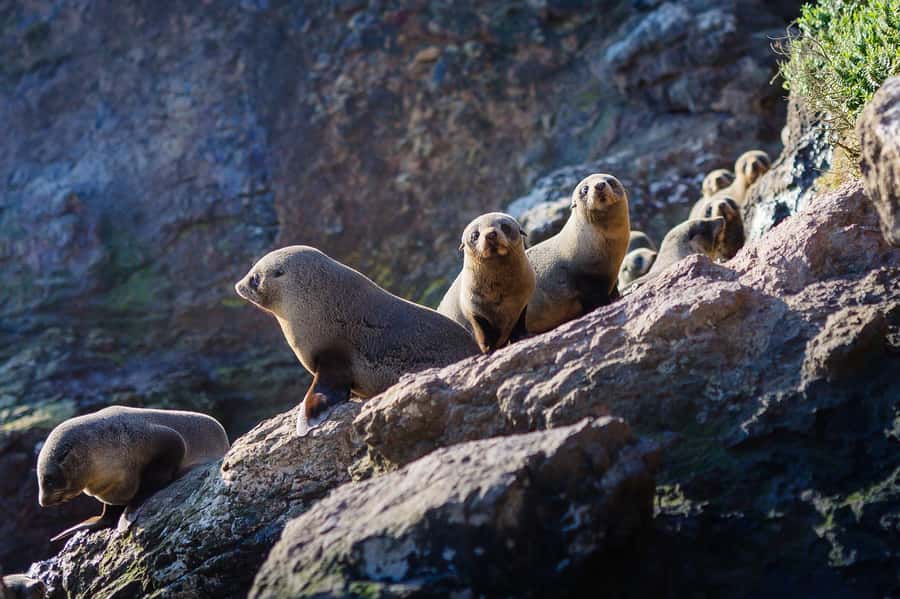 Dunedin: Monarch - One Hour Wildlife Cruise - One-hour wildlife cruise on the Otago Peninsula: the smart “time to wildlife” choice