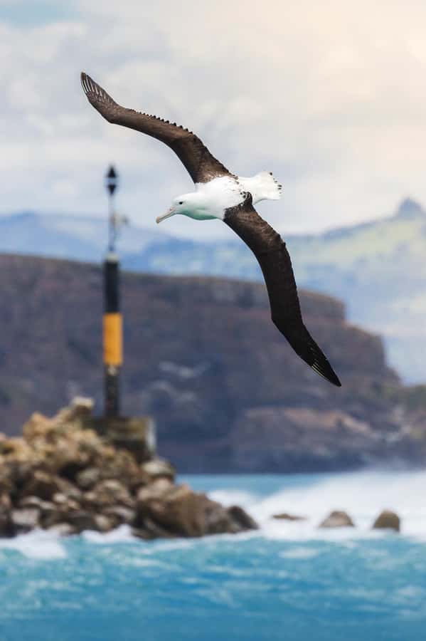 Dunedin: Monarch - One Hour Wildlife Cruise - Otago Harbour views and the military remnants you will actually notice