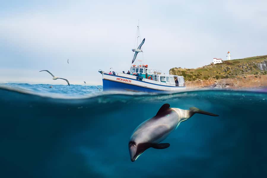 Dunedin: Monarch - One Hour Wildlife Cruise - Royal albatross colony on the mainland: what you will watch and why it is special